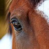 Hendra virus found in Queensland horse