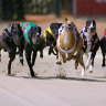 Premier rules out shutting down greyhound racing in NSW after explosive report