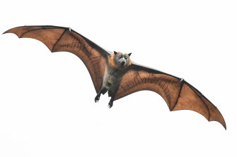 Bats are essential pollinators and carry many stable viruses that do not make them sick but can mutate if they leap to other species.