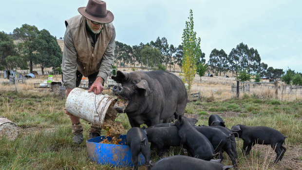 Stuart Jonas feeding the pigs this week.