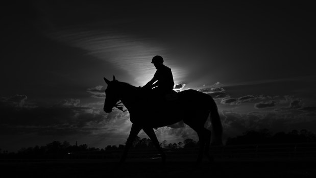 Alizee after an early-morning trackwork session at the Godolphin stables on Thursday.