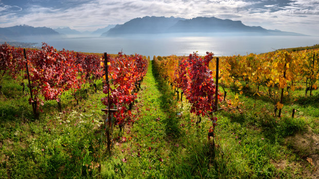 Autumn vineyards in Switzerland.