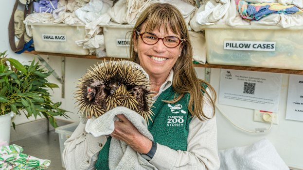 Hall holding an echidna with an injured foot. 