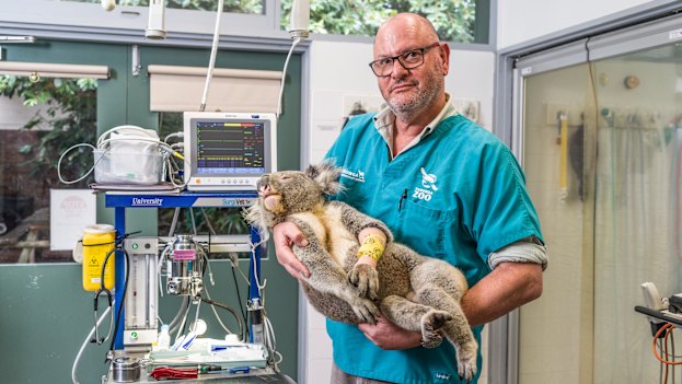 Vogelnest tends to a koala, in a type of scene the public will soon be able to witness.