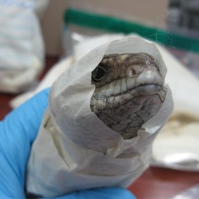 Lizards are often wrapped up and stuffed in luggage, causing injuries that can result in them having to be put down.
