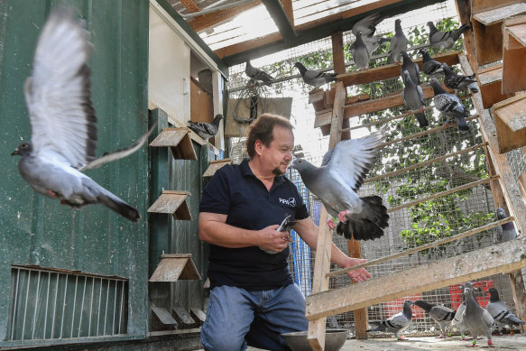 Ivan Fonti with his beloved pigeons in Melton.