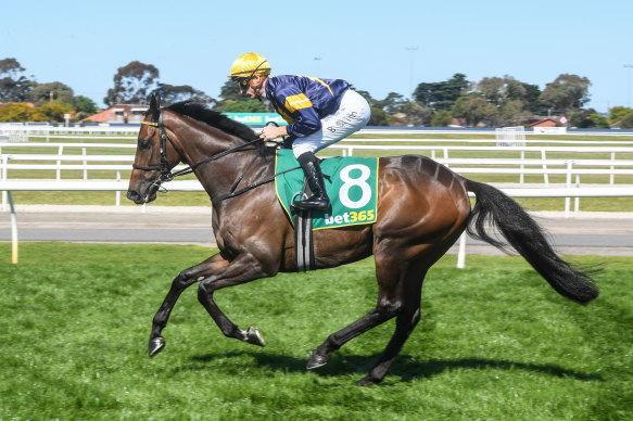 Emissary, ridden by Blake Shinn, before the Geelong Cup. 