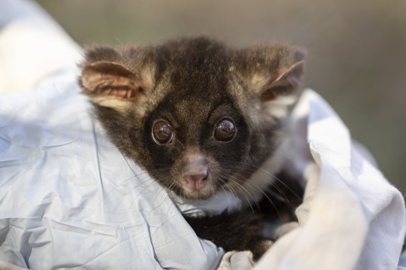 A southern greater glider is given a health check in Tallaganda National Park in NSW.