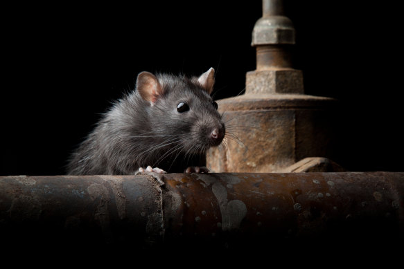The Centres for Disease Control and Prevention have warned desperate rats will invade homes looking for food. 