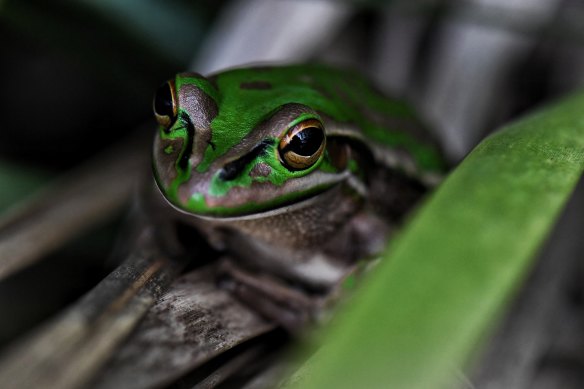 The green and golden bell frog is also found in the Brickpit, a core habitat for the endangered amphibian.