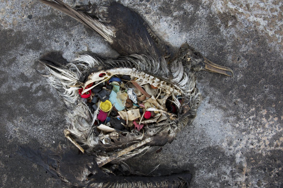 A black footed albatross chick with plastics in its stomach.