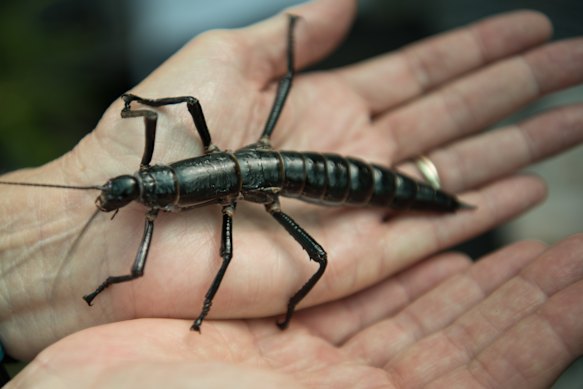 The Lord Howe Island phasmid, or stick insect, was rediscovered in 2001 on Ball’s Pyramid, a volcanic outcrop 23 kilometres off the island’s coast.