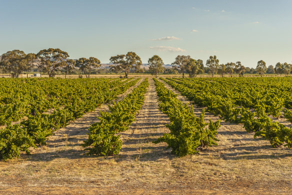 Yalumba in the Barossa & Eden Valleys, SA.