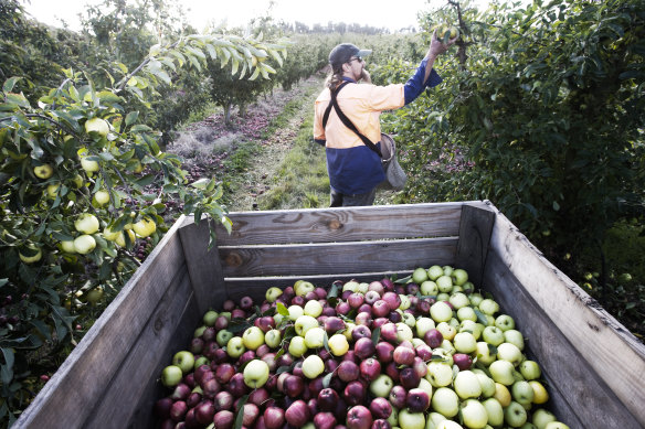 Farmers are calling for an urgent solution to labour shortages as harvest heats up. 