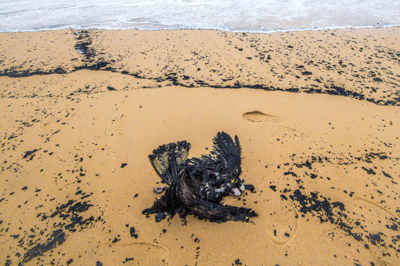 A yellow-tailed black cockatoo that washed up on Tip Beach, just outside Mallacoota.