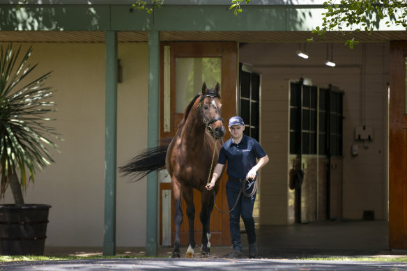 The Everest winner Yes Yes Yes with handler Niall Scott.