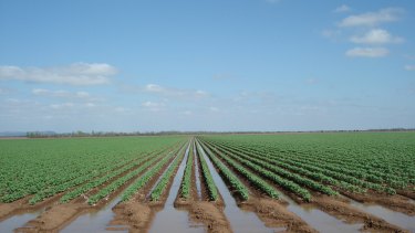 Irrigation in Australia has come under greater scrutiny after a series of revelations about high-cost water buybacks.
