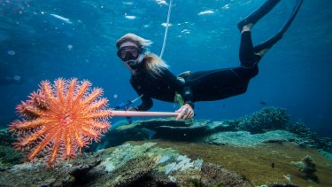 New Crown Of Thorns Outbreak Hits Great Barrier Reef