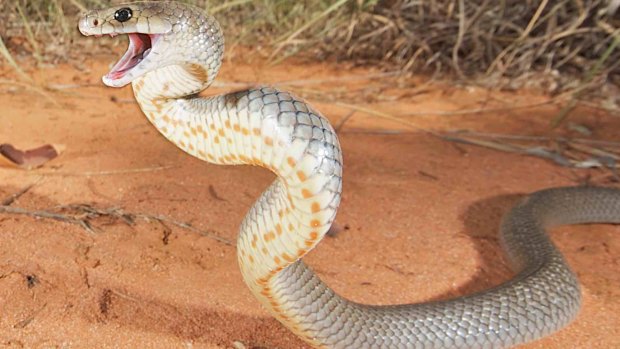 A Charters Towers man was bitten by a "huge" seven-foot brown snake.