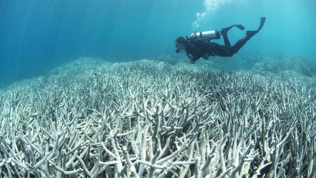 A diver inspects coral bleaching at the Great Barrier Reef, Heron Island.