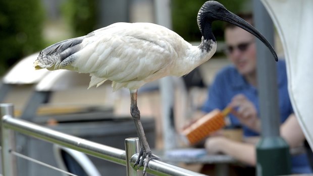 An ibis seen at South Bank in Brisbane.