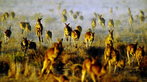 The commercial harvesting quota for red and grey kangaroos was 2.5 million but only 350,000 were harvested.