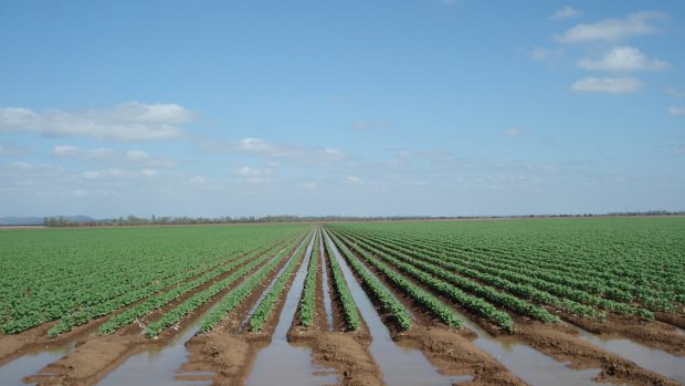 Irrigation in Australia has come under greater scrutiny after a series of revelations about high-cost water buybacks.