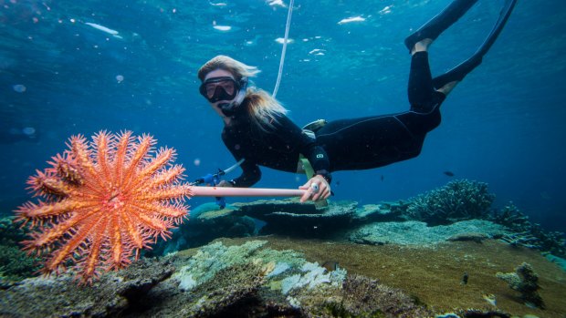 Marine scientist Taylor Simpkins holds up a crown-of-thorns starfish on Southern North Opal Reef off the coast of Port Douglas (file image).