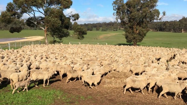 China in 2016 surpassed Australia as the top wool producer.