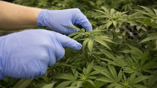 Little Green Pharma’s Australian revenues up 29 per cent to $2.3 million for the quarter. 