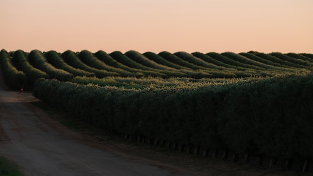 Boundary Bend is one of Cobram Estate Olives’ main groves. The company will harvest 40 billion olives this year.