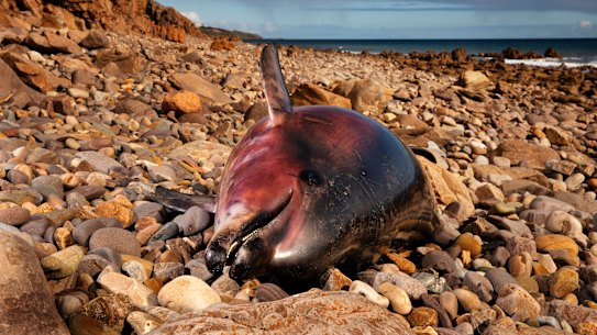Dolphins like this one which died in July are among the victims of the toxic bloom.
