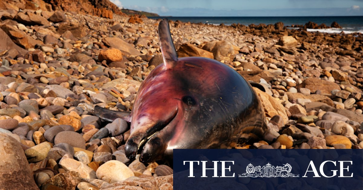 As South Australia’s toxic bloom lingers, politicians ramp up response