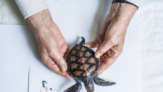 A baby green turtle the size of a Cartier brooch, missing a flipper, is being cared for after a Sydney beach rescue.