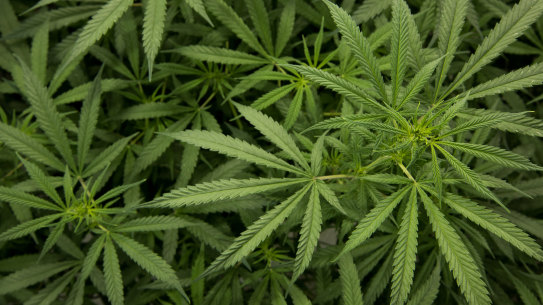 Cannabis plants at Little Green Pharma's WA facility.