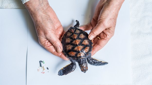 Taronga Zoo is building two new veterinary hospitals to help care for injured creatures, such as this baby green turtle who is missing a flipper.