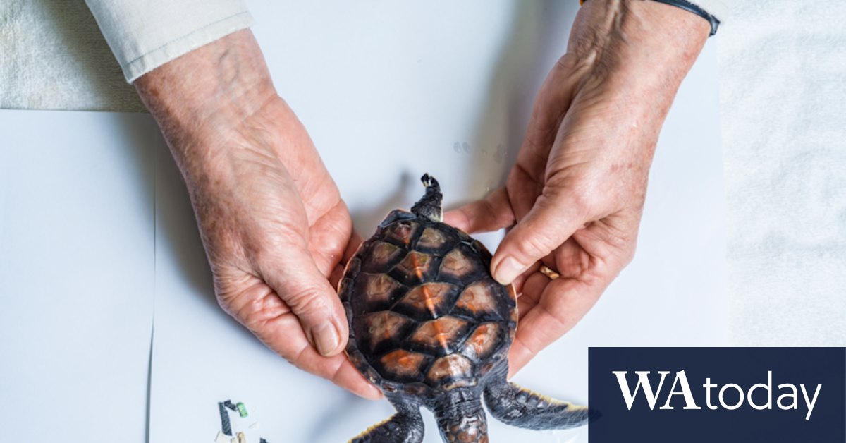 The new public gallery at Taronga Zoo's animal hospital - Vimarsana News