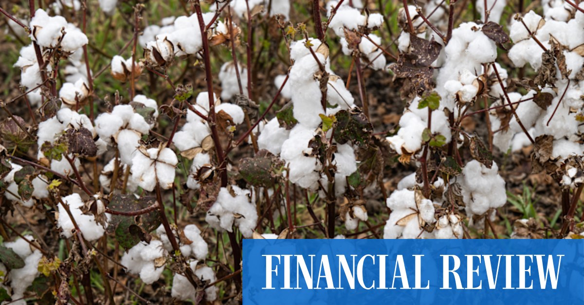 Namoi Cotton fires up 'strategic review', CEO quits - Vimarsana News