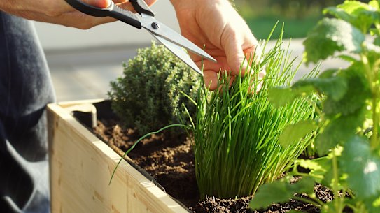 Herb gardens will make a comeback in 2022, landscape and garden design experts say.