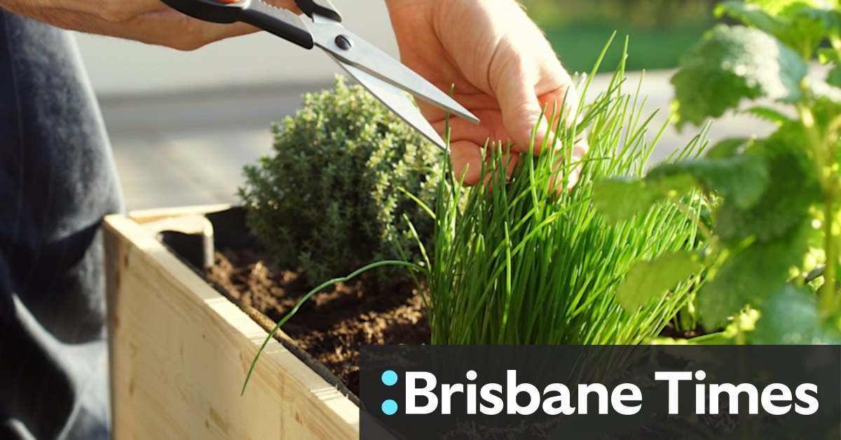 Curved features to variegated plants: Australia's garden trends for 2022 - Vimarsana News