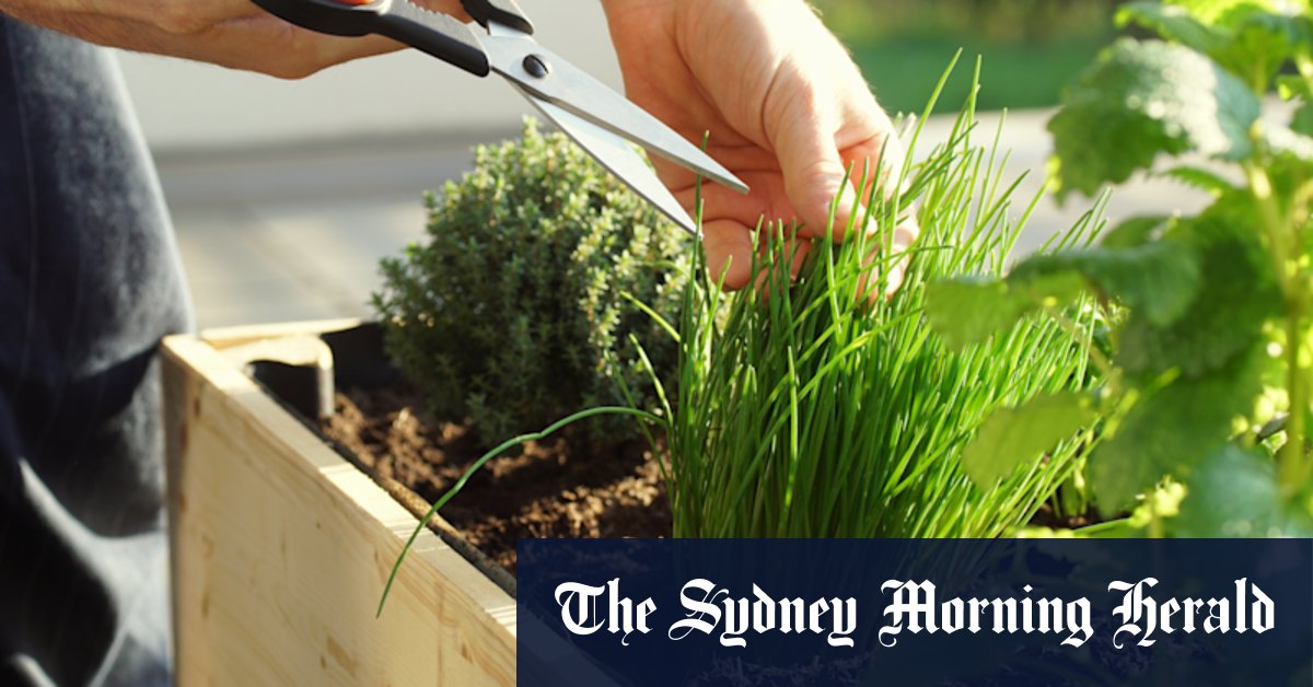 Curved features to variegated plants: Australia's garden trends for 2022 - Vimarsana News