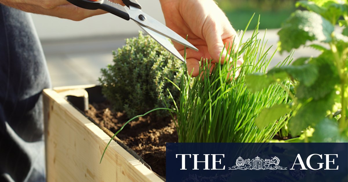 Curved features to variegated plants: Australia's garden trends for 2022 - Vimarsana News