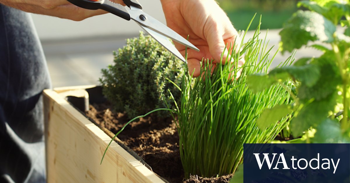 Curved features to variegated plants: Australia's garden trends for 2022 - Vimarsana News