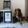 World’s ‘oldest dog’ Bobi stripped of title after investigation