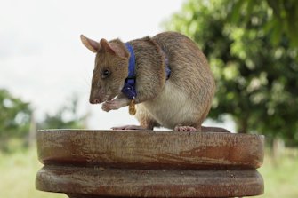 I despised rats, until I visited the country where they are heroes