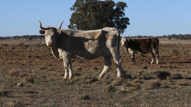 Hard times down on the farm - and they may get even harder as climate change bites, Australia's biggest bank says.