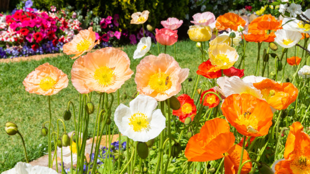 Warm weather in September tempted Australians into their gardens.