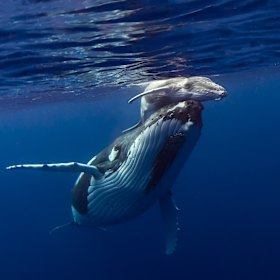A humpback whale mother and calf in Exmouth Gulf. 