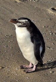 The penguin had a number of lucky escapes during its time on Ninety Mile Beach.