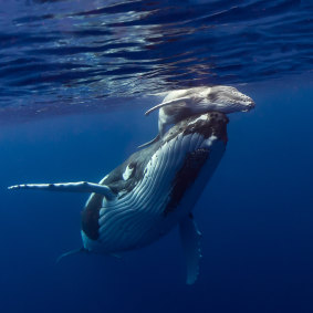 A humpback whale mother and calf in Exmouth Gulf. 